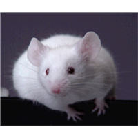 Example Product forms EDOC Example Product forms EDOC